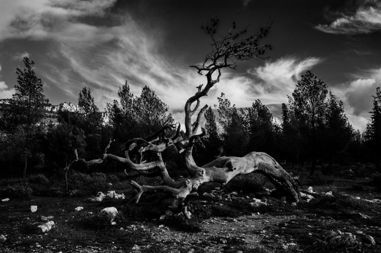 bw tree