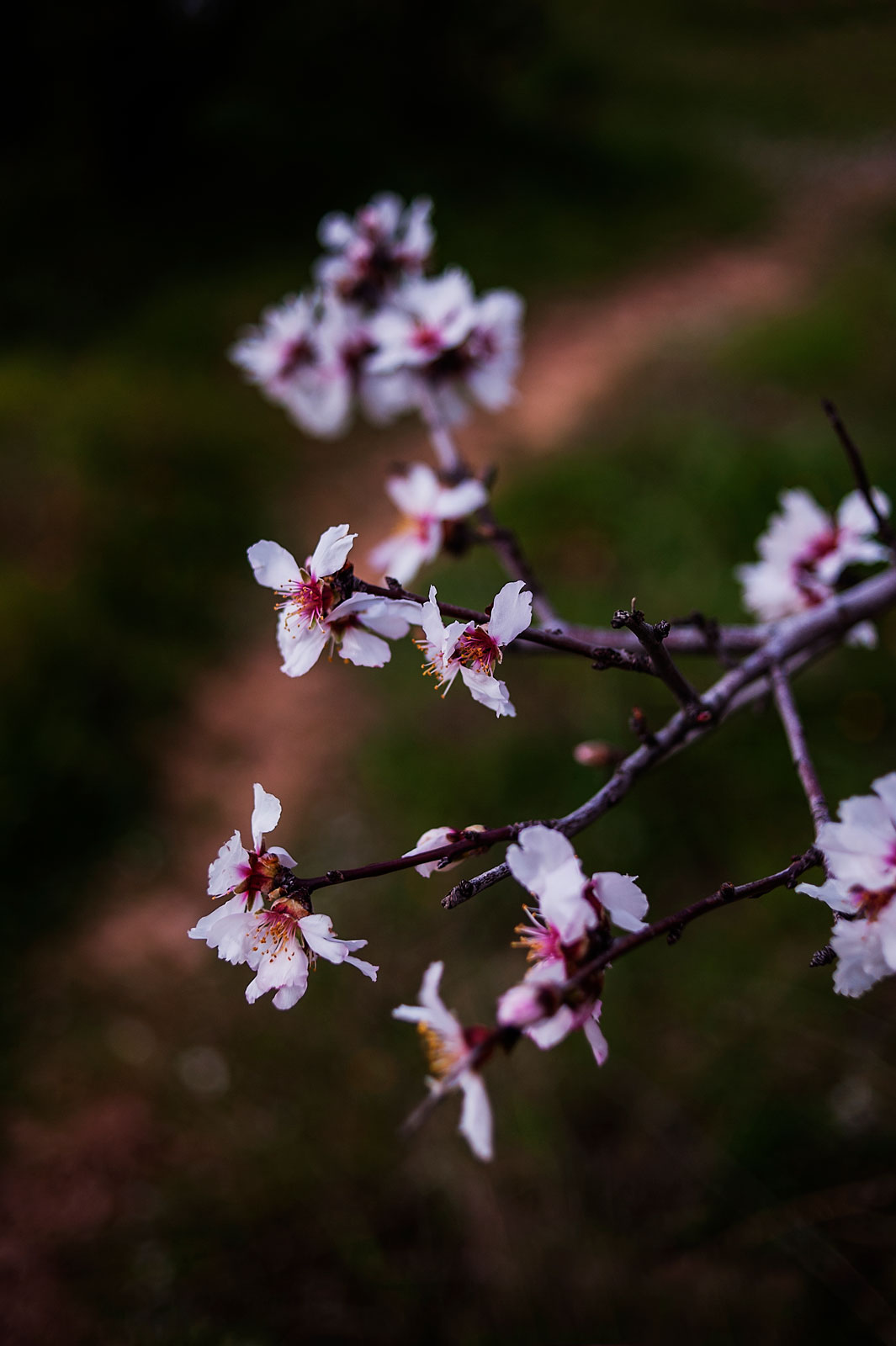 Almond blossom photographed close up in spring