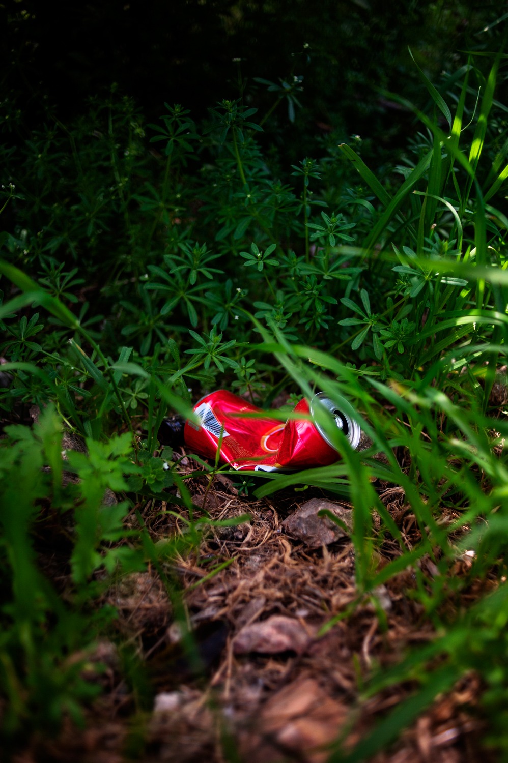 disposable collection cassi moghan 06