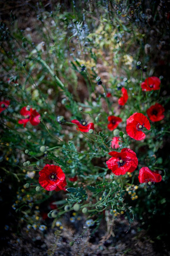 poppies