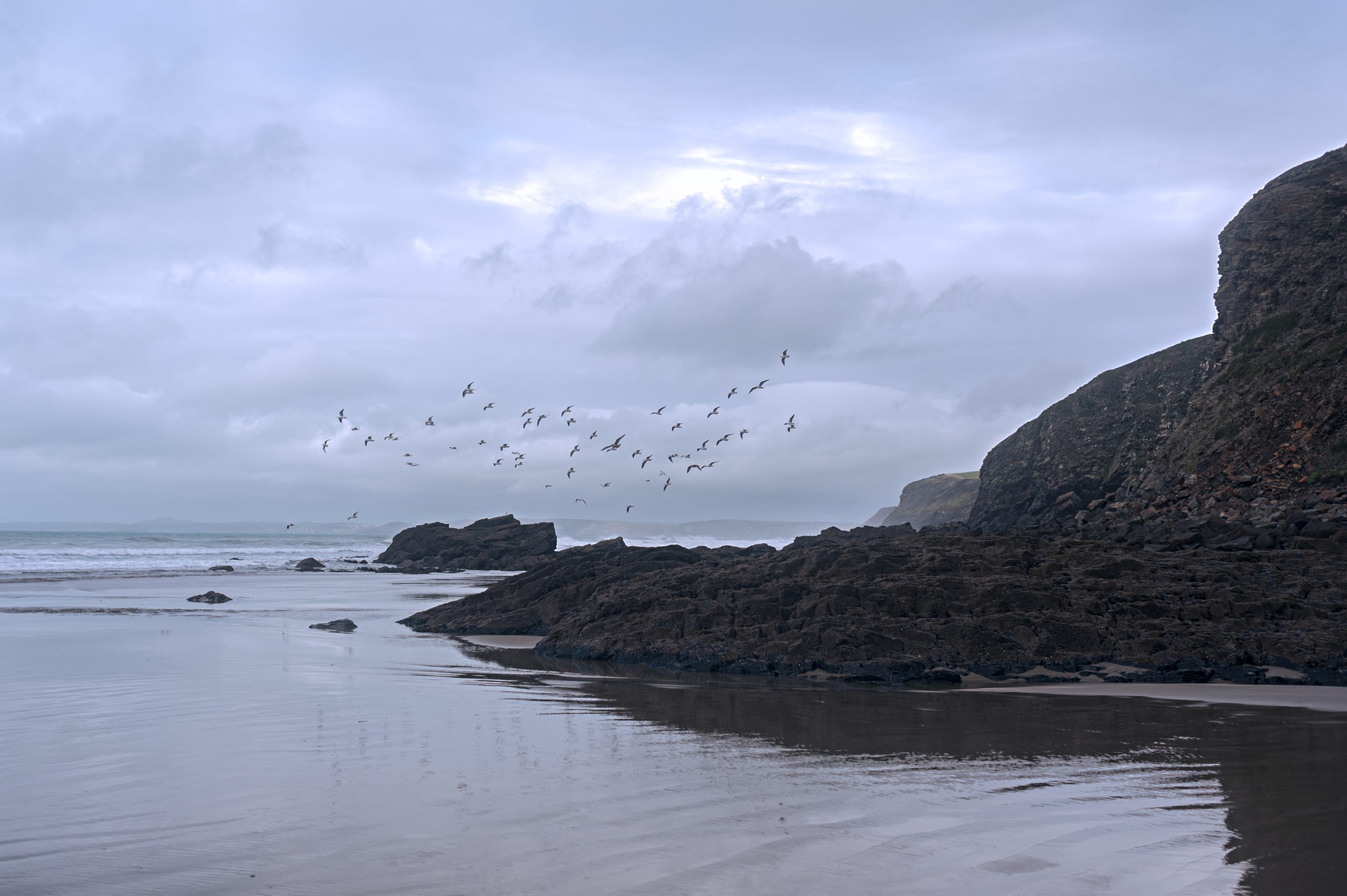 scavenging of seagulls scaled
