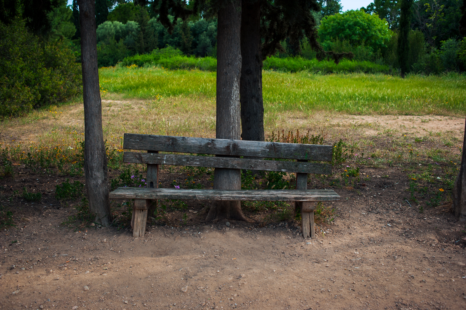 A weathered wooden bench stands between two trees on a dirt patch, surrounded by green grass and shrubs, with a backdrop of lush foliage and a partly cloudy sky.