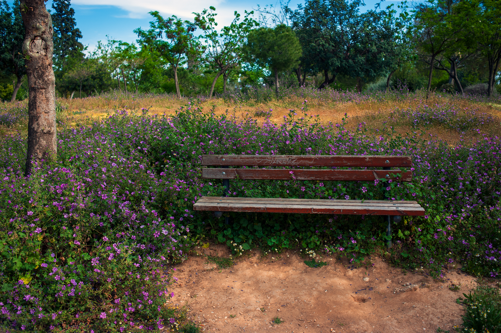 A weathered wooden bench sits among dense purple wildflowers in a sunlit park, surrounded by trees and greenery under a blue sky with scattered clouds.
