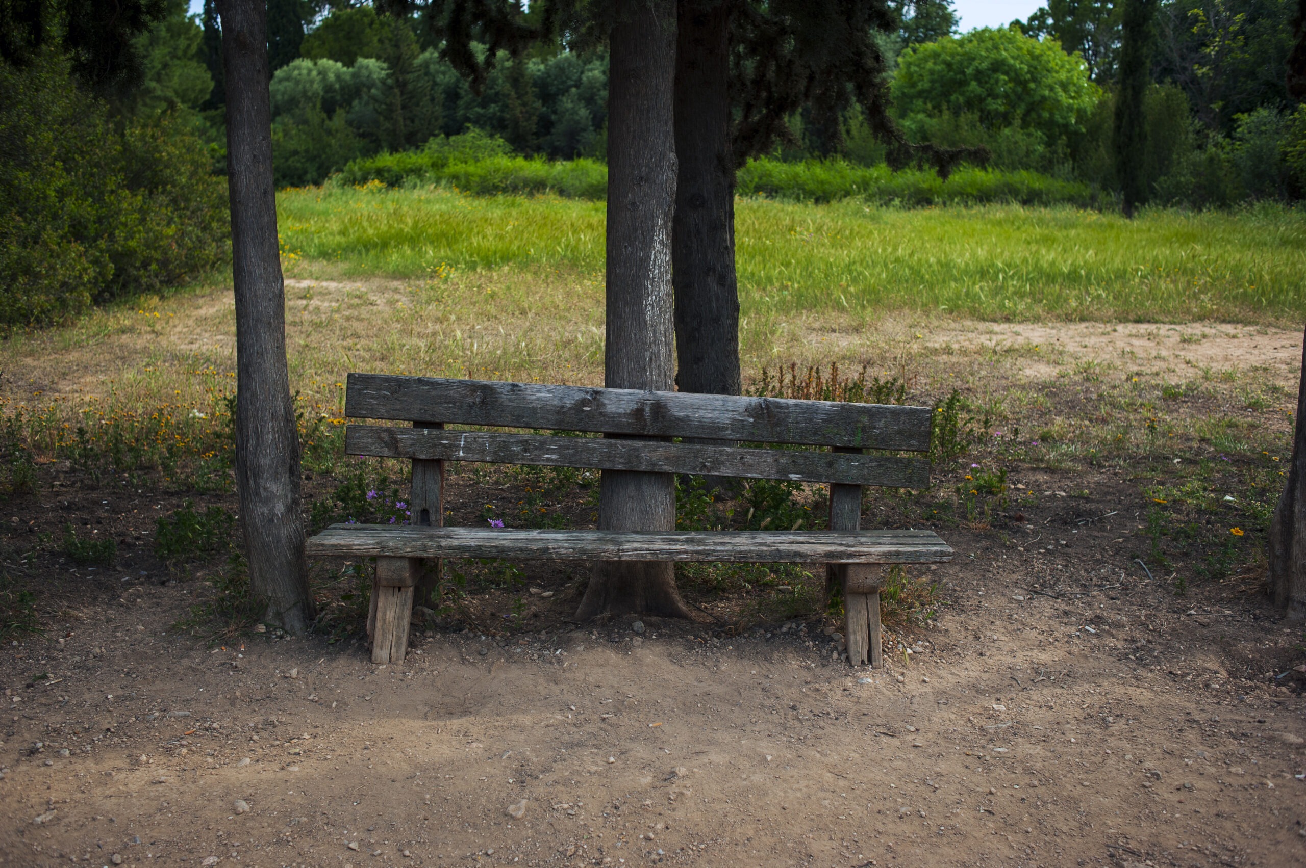 A weathered wooden bench stands among trees on a dirt path, facing a grassy field with dense green foliage in the background on a cloudy day.