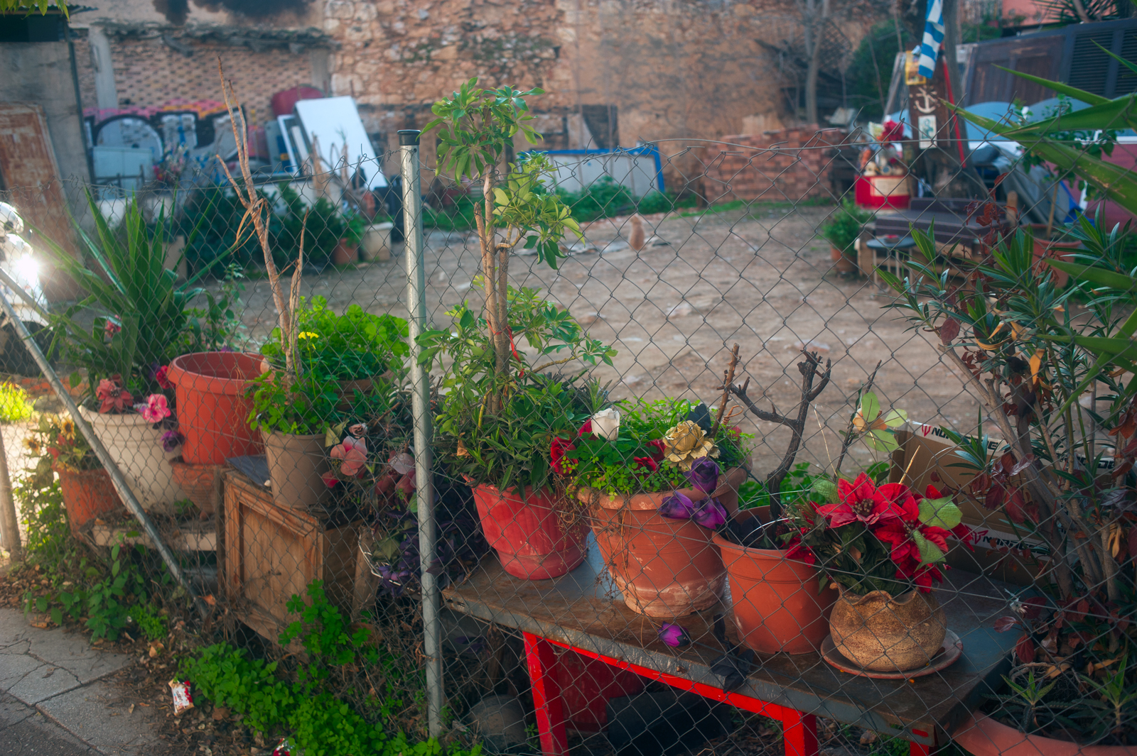 A photograph of a junkyard where someone has made a little garden with pots of plants along the fence.