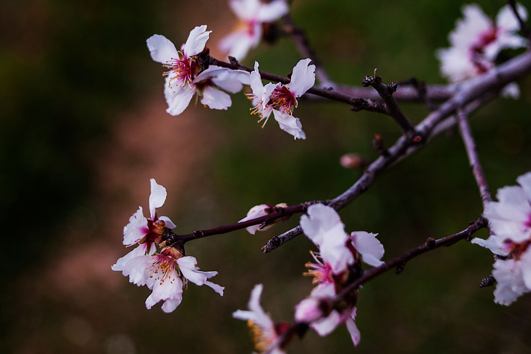 Almond blossom photographed close up in spring