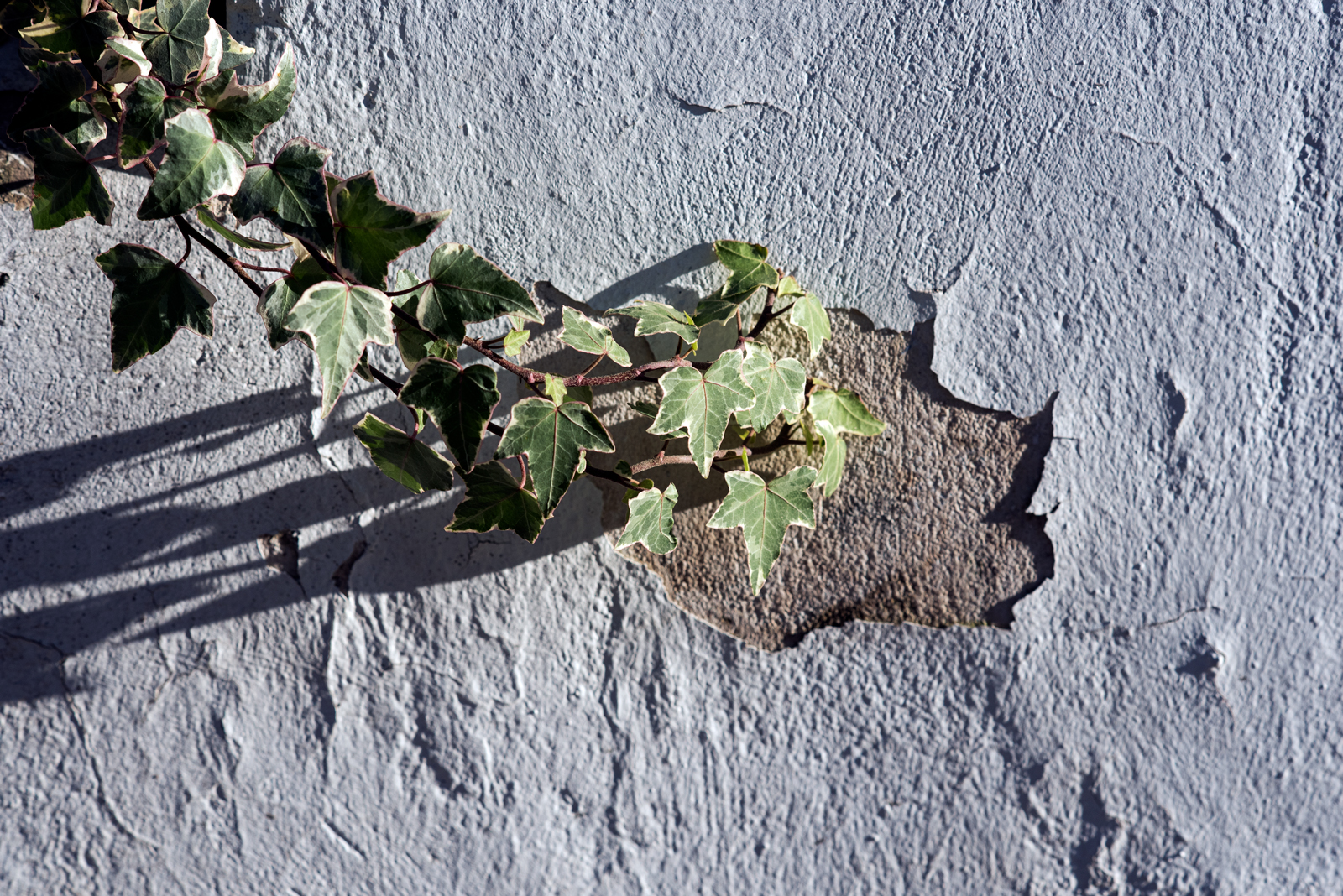 ivy-web
