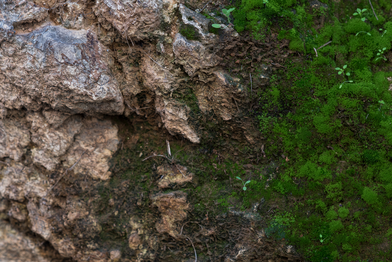 moss-web